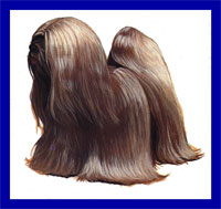a well breed Lhasa Apso dog